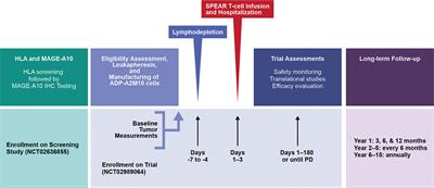 Phase 1 Clinical Trial Evaluating the Safety and Anti-Tumor Activity of ADP-A2M10 SPEAR T-Cells in Patients With MAGE-A10+ Head and Neck, Melanoma, or Urothelial Tumors